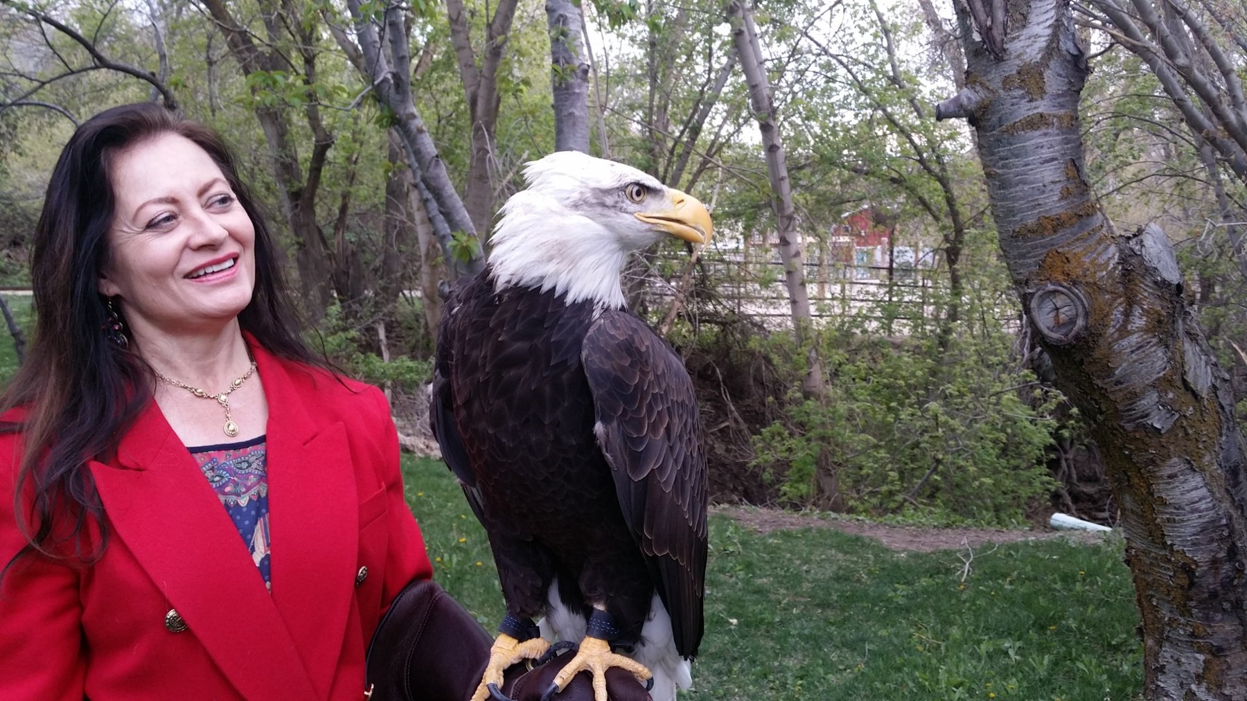 Primary eagle caretaker with a Bald Eagle during outdoor conservation-education work
