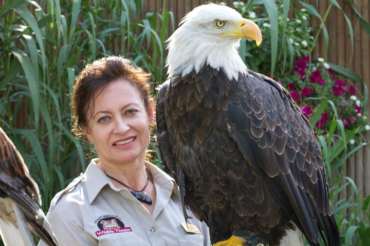 Primary eagle caretaker with a Bald Eagle during earlier zoo-based raptor work