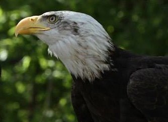 Close profile of a Bald Eagle used for natural-history education