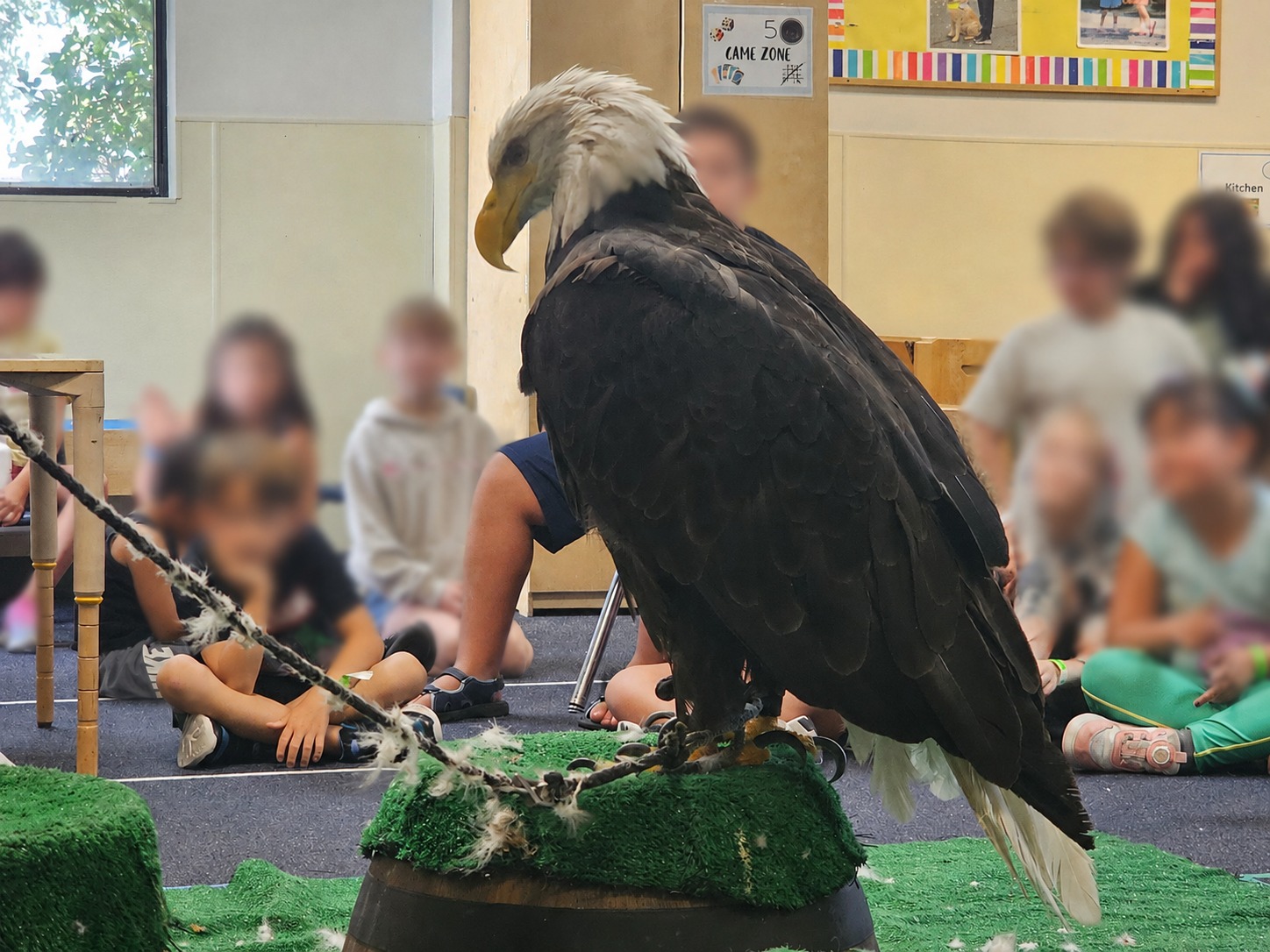 Recent Bald Eagle program with school-age learners