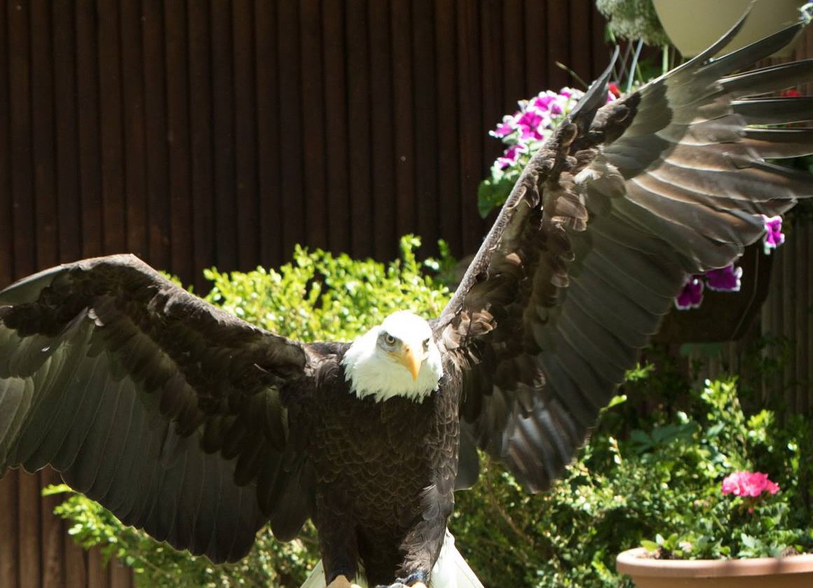Bald Eagle displaying full wingspan