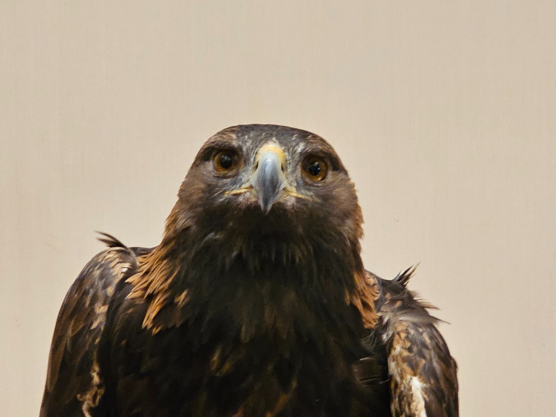 Golden Eagle during close observation in a controlled setting