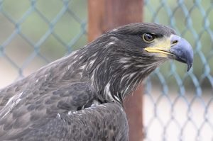 Young Golden Eagle profile from the historical record