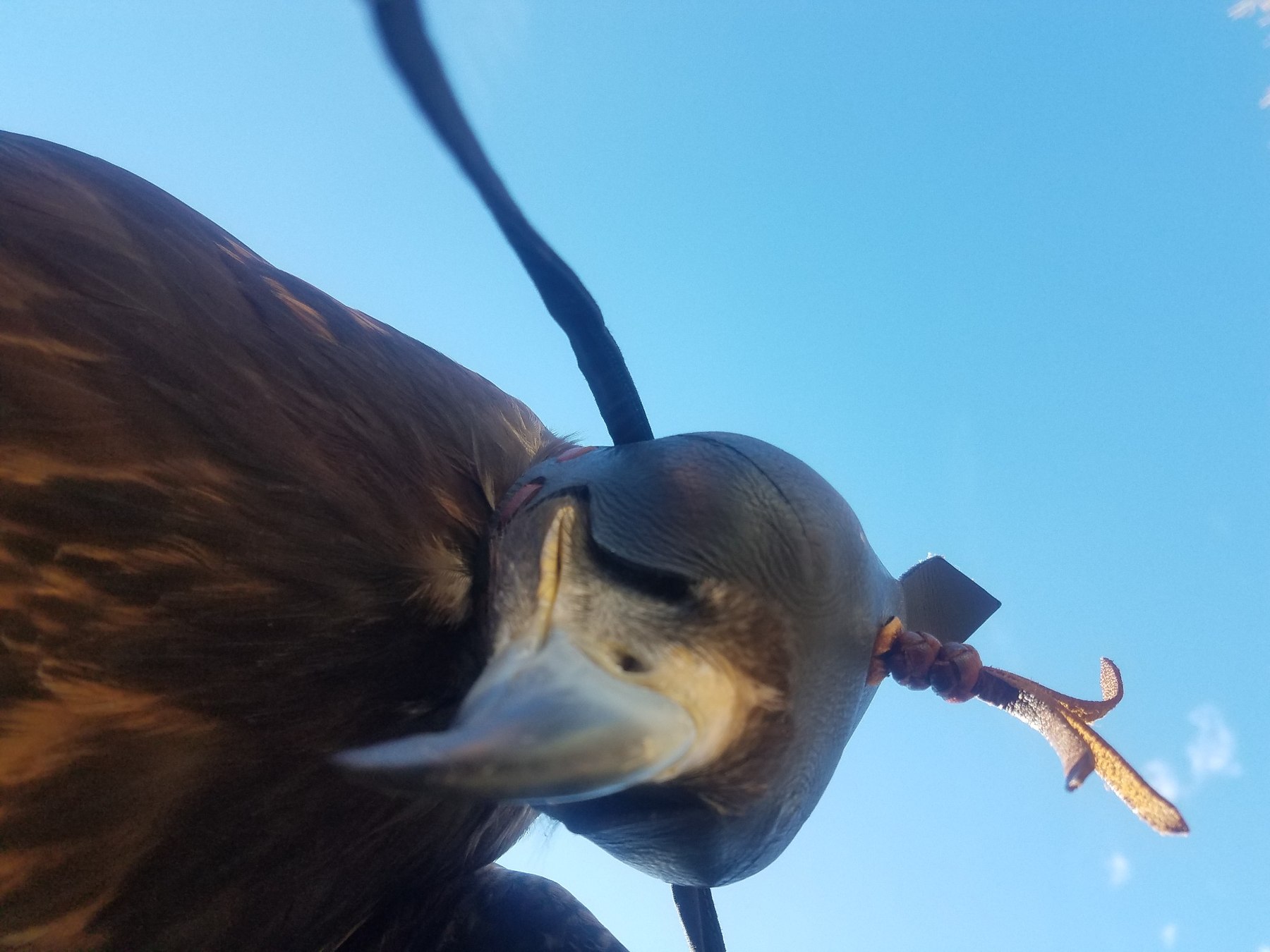 Hooded eagle during controlled handling and transport preparation
