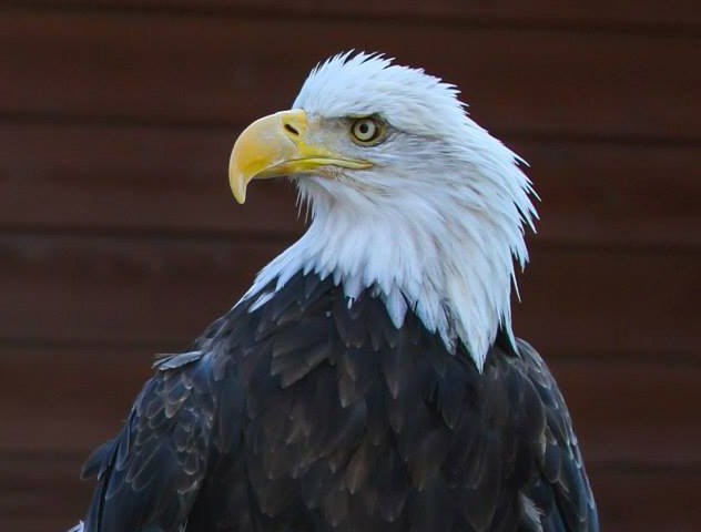 Bald Eagle profile from the historical photo record