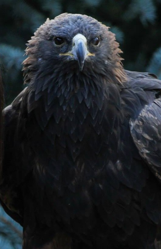 Front-facing close view of a Golden Eagle